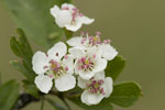 Crataegus monogyna var monogyna.tif