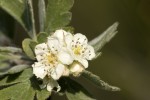 Crataegus orientalis ssp orientalis.tif