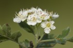 Crataegus orientalis ssp orientalis.tif