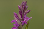 Dactylorhiza baumanniana.tif