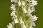 Dactylorhiza incarnata.tif