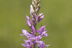 Dactylorhiza saccifera.tif