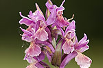 Dactylorhiza sambucina.tif