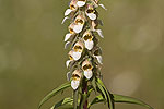 Digitalis ferruginea.tif