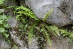 Hypolepidaceae (Υπολεπιδίδες)