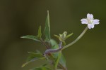 Epilobium lanceolatum.tif