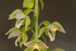Epipactis helleborine.tif
