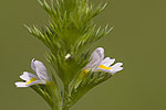 Euphrasia pectinata.tif