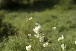 Filipendula vulgaris.tif