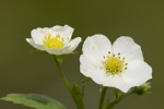 Fragaria vesca.tif