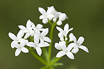 Galium odoratum.tif