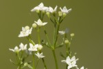 Galium sp.tif