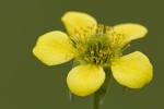 Geum urbanum.tif