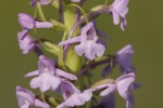 Gymnadenia conopsea.tif