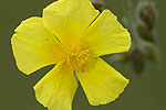 Helianthemum nummularium.tif