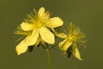 Hypericum rumeliacum.tif