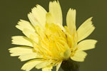 Λεοντόδους ο ούλος (Leontodon crispus)