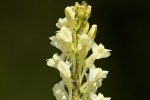 Linaria peloponnesiaca var peloponnesiaca.tif