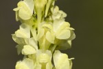 Linaria vulgaris.tif