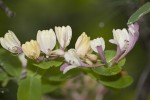 Caprifoliaceae (Καπριφυλλίδες)