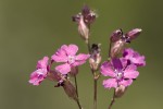 Lychnis viscaria ssp atropurpurea.tif