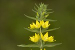 Lysimachia punctata.tif