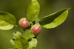 Malus dasyphylla.tif