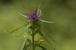 Melampyrum heracleoticum.tif
