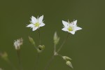 Minuartia attica ssp attica.tif