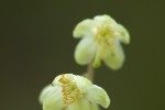 Ericaceae (Ερεικίδες)