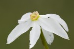 Narcissus poeticus.tif