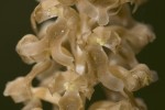 Neottia nidus-avis.tif