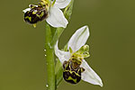 Ophrys apifera.tif 