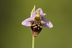 Οφρύς η οιστροφόρος, Ophrys oestrifera ssp oestrifera