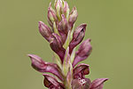 Orchis coriophora.tif
