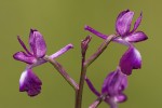 Orchis laxiflora.tif
