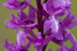 Orchis mascula.tif 