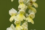 Orchis pallens.tif 
