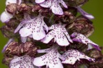 Orchis purpurea.tif