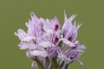 Orchis tridentata.tif