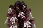 Orchis ustulata.tif
