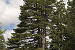 Pinus nigra (form).tif
