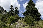Pinus nigra and Abies borisii regis.tif