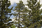Pinus nigra forest.tif