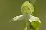 Platanthera bifolia.tif