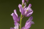 Polygala nicaensis ssp. mediterranea.tif