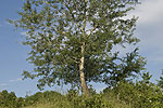 Populus alba (form).tif