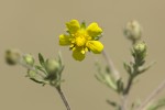 Potentilla argentea.tif