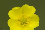 Potentilla hirta.tif