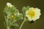 Potentilla recta.tif